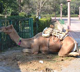 Zaparkowany wielbłąd