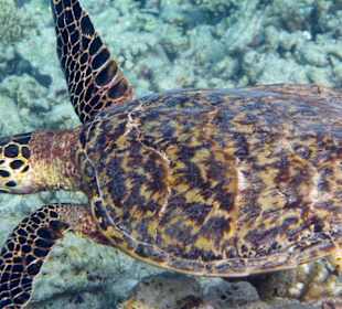 Hausriff Schildkröte