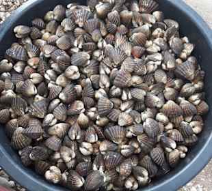 Die Erwerbs-Grundlage der Inselbewohner