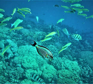 Fisch-Schwärme am Riff