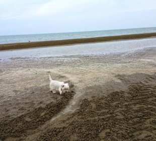 Am Hundebereich Strand