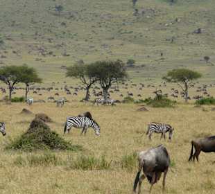 Zebras und Gnus
