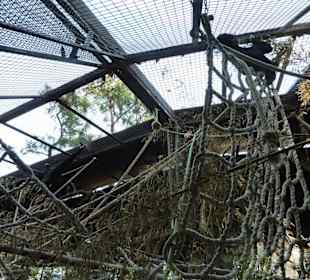 Gibbon Gehege