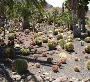 Kakteenpark
