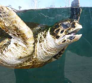 Riesenschildkröte