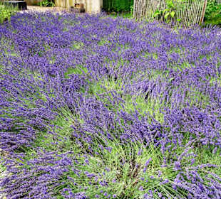 Rundgang durch den Botanischen Garten Düsseldorf