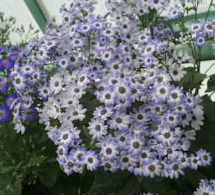 Überall Blumenpracht