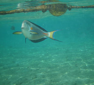 Schnorchelimpressionen