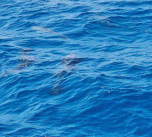 Schnorcheln mit Delphinen