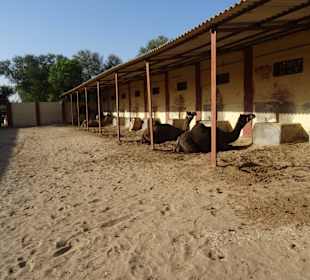 Auf dem Gelände der Kamelfarm