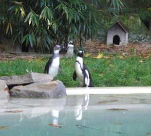 Pinguine im Zoo Duisburg