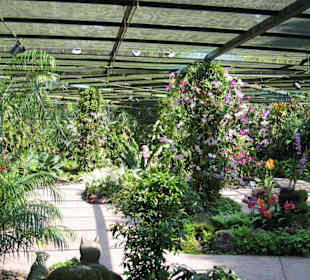Singapur - National Orchid Garden