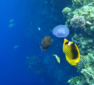 Frühstück für die Fische