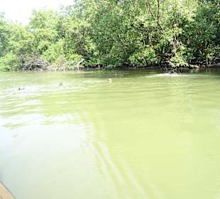 Auf dem Weg zu den schwimmenden Affen