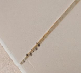 Dusche frisch gereinigt 🤔