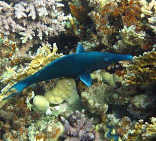 Schnorcheln Dahab
