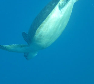 Wasserschildkröte im Abflug in unbekannte Tiefen