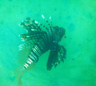 Feuerfisch Nähe Steg Hausriff