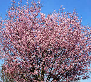 Eindrücke vom Rundgang durch den Inselwallpark