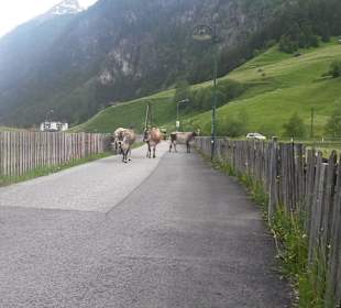Weg zum Gletschergebiet