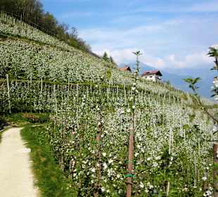 Marlinger Waalweg