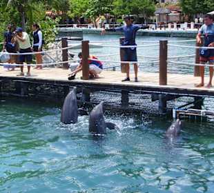 Dolphin Discovery