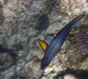 Beim Schnorcheln am Hausriff 