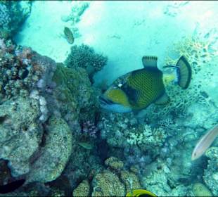 Rafa przy hotelu El Faraana Reef Resort