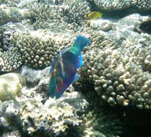 UUnterwasserwelt Hotel Sharm Plaza