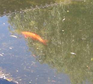 Koi