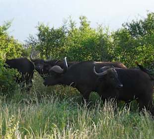 buffalo