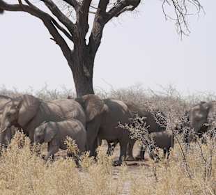 Etosha