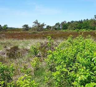 Impressionen aus den Cuxhavener Küstenheiden