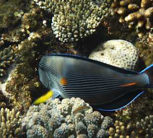 Unterwasserwelt beim Hotel