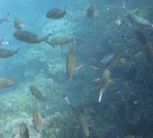 Schnorcheln Hausriff Tulip Resort Marsa Alam 