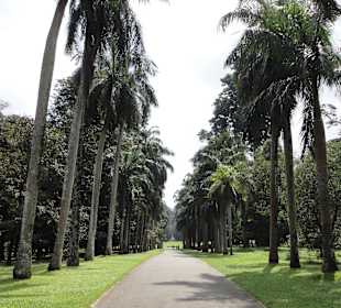 Botanical Garden Peradeniya