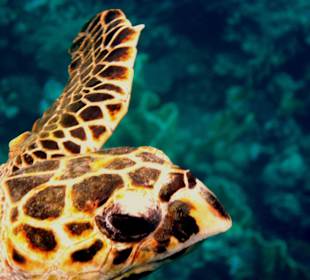 Schildkröte  am Hausriff 