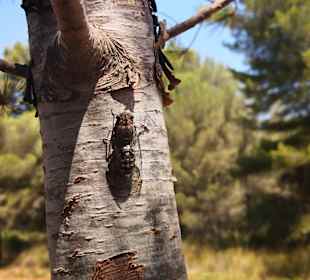 Wandern Cala Mesquida