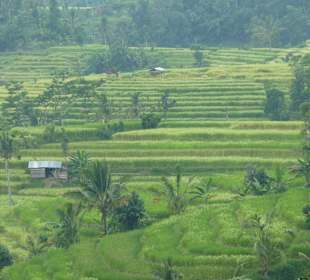 Weltkulturerbe, Reisfelder