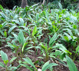 Maganga Spice Farm