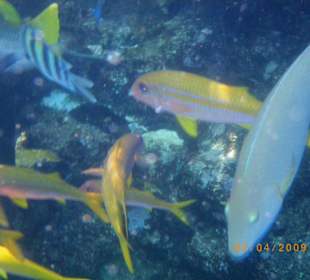 Wir schwimmen wie in ein Aquarium