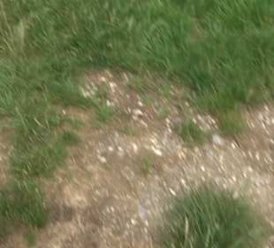 Premiumspazierweg Früchtetrauf-Leisawegle