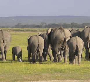 Elefantenwanderung im Amboseli