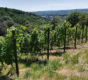 Wandern Königswinter