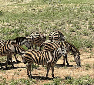 Zebraherde