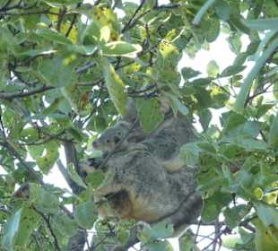 Koala-Mama mit Baby