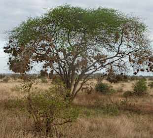 Baum mit Vogelnester Tsavo 