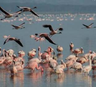 Flamingos am Lake Nakuru