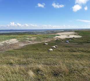 Insel Röm, Rømø, Romo