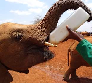Milch für die Kleinen
